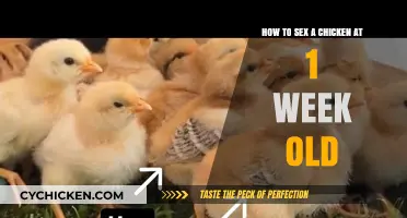 Sexing Chicks: One-Week-Old Chickens