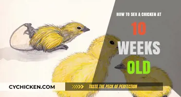 Sexing Chickens: Identifying Gender at 10 Weeks