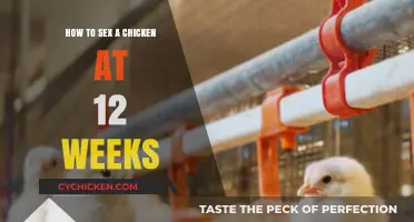 Identifying Chicken Gender: A 12-Week Guide to Sexing Chicks