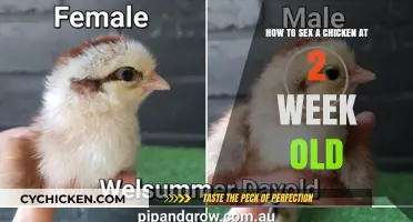 Sexing Chickens: 2-Week-Old Chick Identification