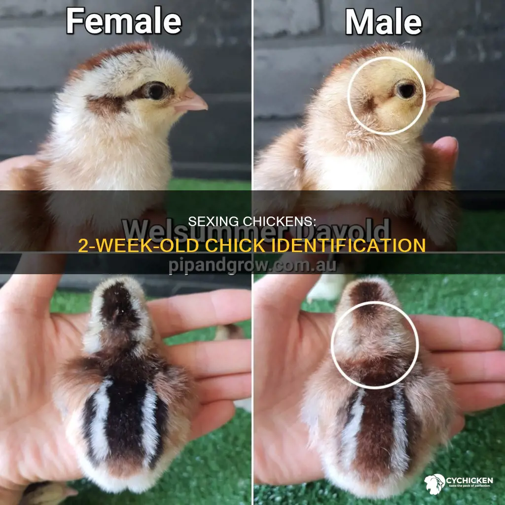 how to sex a chicken at 2 week old