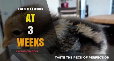 Early Chicken Gender Identification: 3-Week-Old Chick Sexing Guide