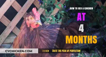 Identifying Chicken Gender: A 4-Month-Old Guide for Beginners