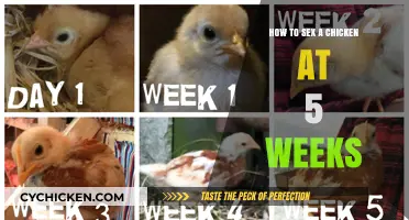 Identifying Chicken Gender: A 5-Week-Old Chick Sexing Guide