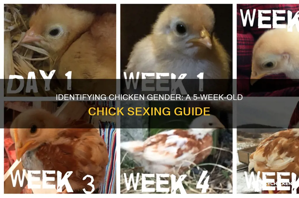 how to sex a chicken at 5 weeks