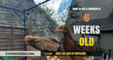 Sexing Chickens: 6-Week-Old Birds' Visual Guide