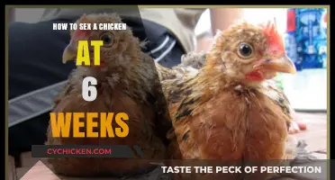 Identifying Chicken Gender: A 6-Week-Old Chick Sexing Guide