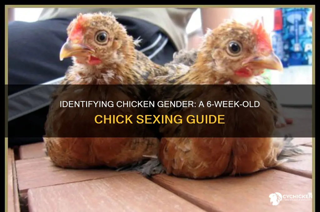 how to sex a chicken at 6 weeks