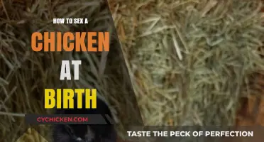 Identifying Chicken Gender at Hatching: A Beginner's Guide to Vent Sexing