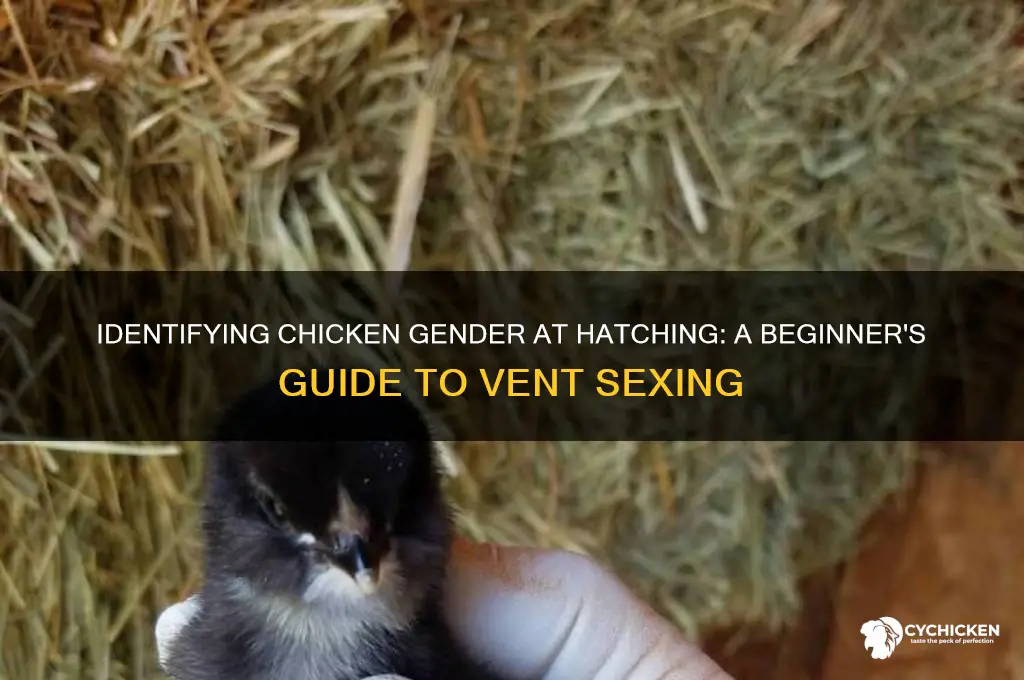how to sex a chicken at birth