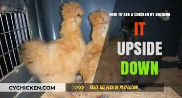Sexing Chickens: Upside-Down Method