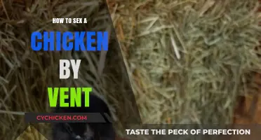 Mastering Chicken Sexing: A Step-by-Step Vent Method Guide