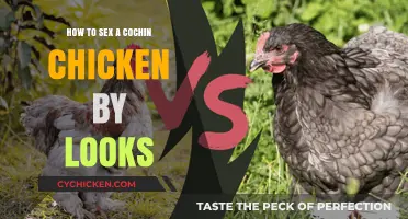 Identifying Cochin Chicken Gender: Visual Guide to Sexing by Appearance