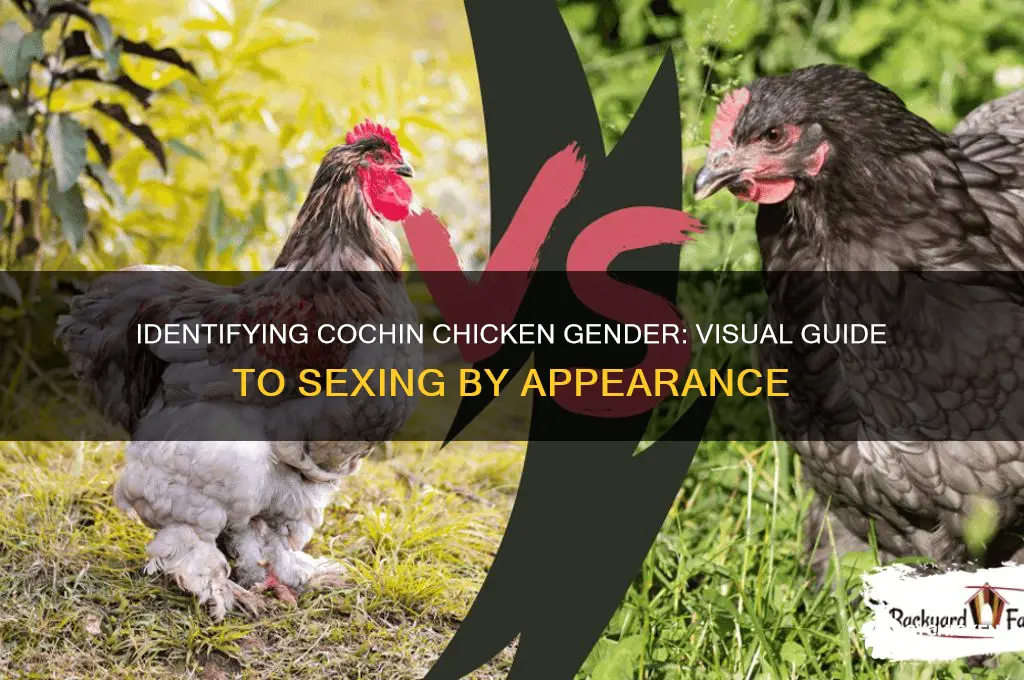 how to sex a cochin chicken by looks