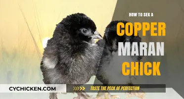 Identifying Copper Maran Chick Gender: A Beginner's Guide to Sexing