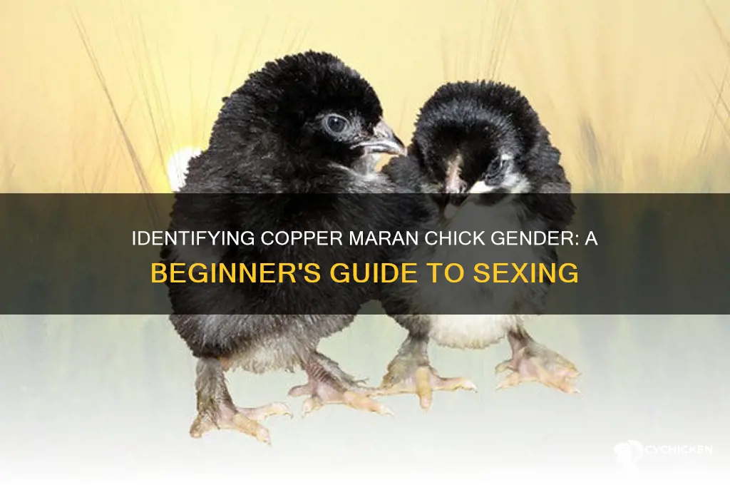 how to sex a copper maran chick