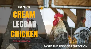 Identifying the Gender of Your Cream Legbar Chickens: A Guide