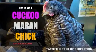 Identifying Cuckoo Maran Chick Gender: A Beginner's Guide to Sexing