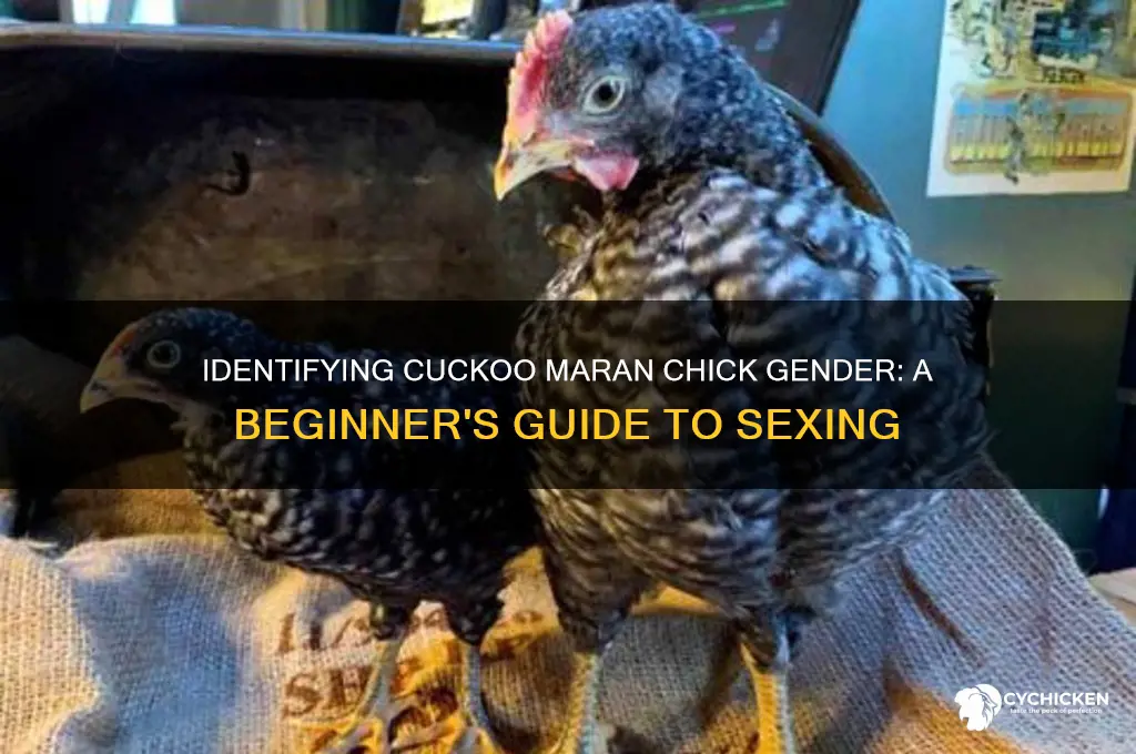 how to sex a cuckoo maran chick