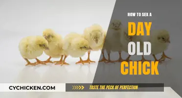Identifying Chick Gender: A Beginner's Guide to Day-Old Chicks