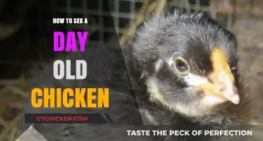 Identifying Chick Gender: A Beginner's Guide to Day-Old Chicks