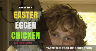 Identifying Your Easter Egger Chicken's Gender: A Simple Guide
