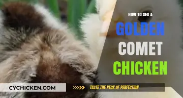 Identifying Your Golden Comet Chicken's Gender: A Simple Guide
