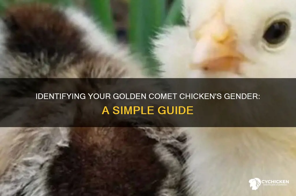 how to sex a golden comet chicken