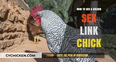 Identifying Gender in Golden Sex Link Chicks: A Simple Guide