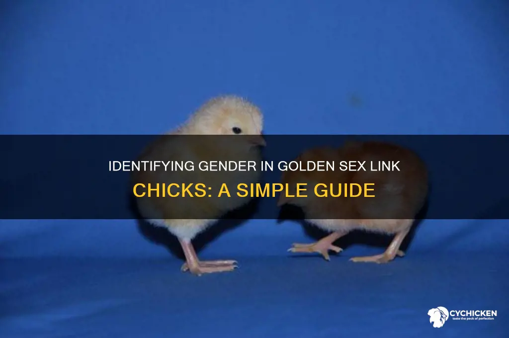 how to sex a golden sex link chick