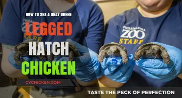 Sexing Gray-Green-Legged Hatch Chickens: What to Look For