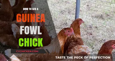 Identifying Guinea Fowl Chick Gender: A Beginner's Guide to Sexing