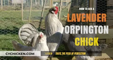Identifying Lavender Orpington Chick Gender: A Beginner's Guide