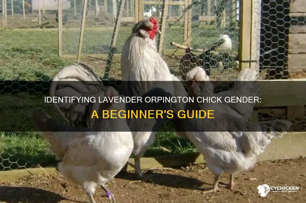 how to sex a lavender orpington chick