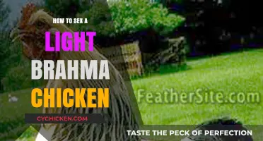 Identifying the Gender of Your Light Brahma Chickens: A Guide