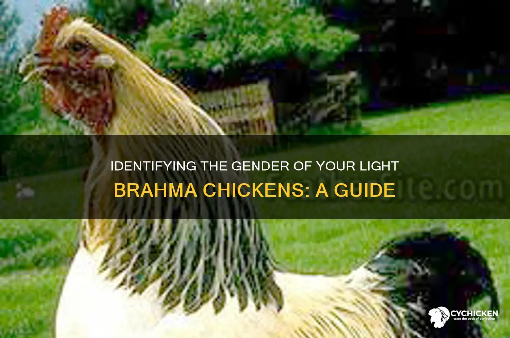 how to sex a light brahma chicken