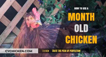 Identifying Your Chick's Gender: A Month-Old Chicken Sexing Guide