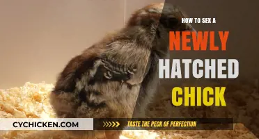 Identifying Chick Gender: A Beginner's Guide to Newly Hatched Chicks