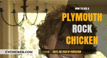 Identifying Plymouth Rock Chicken Gender: A Comprehensive Guide for Beginners