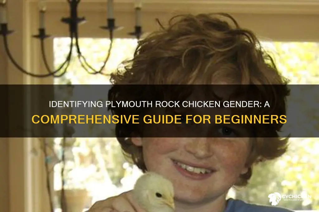how to sex a plymouth rock chicken