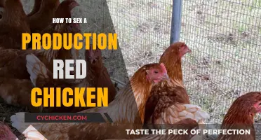Identifying the Gender of Your Production Red Chickens: A Guide