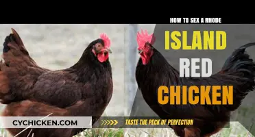 Identifying Rhode Island Red Chicken Gender: A Simple Step-by-Step Guide