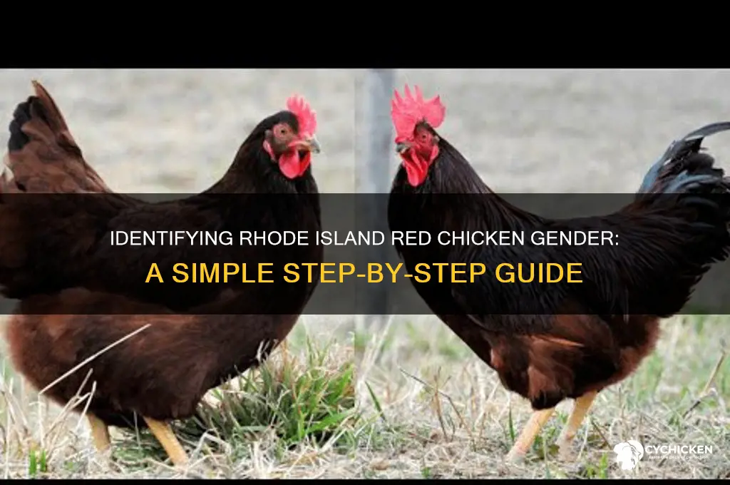 how to sex a rhode island red chicken