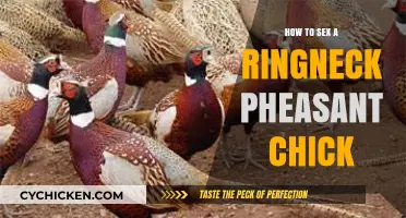 Identifying Ringneck Pheasant Chick Gender: A Beginner's Guide