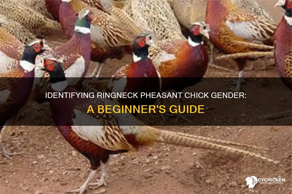 how to sex a ringneck pheasant chick