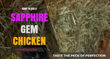 Identifying Sapphire Gem Chicken Gender: A Comprehensive Guide for Breeders