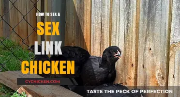 Identifying Sex Link Chicken Gender: A Simple Step-by-Step Guide