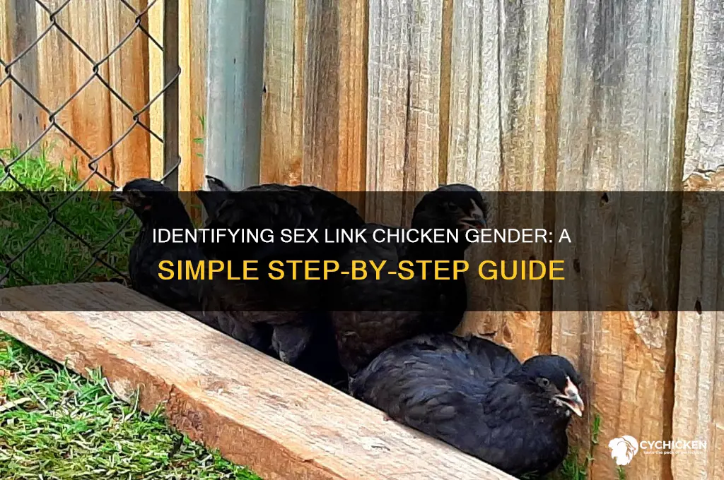 how to sex a sex link chicken
