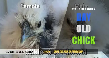 Sexing Silkie Chicks: A 3-Day-Old Guide