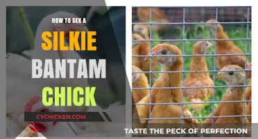 Identifying Silkie Bantam Chick Gender: A Beginner's Guide to Vent Sexing